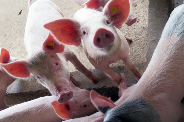 农业农村部：抓紧研究稳住和储备生猪产能的详细步伐