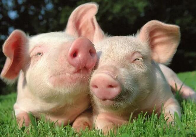 国家养猪行业生长妄想宣布，“猪周期”或将不在