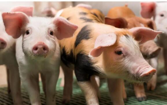 猪肉市场价钱低迷，谁动了生猪养殖行业的“奶酪”？