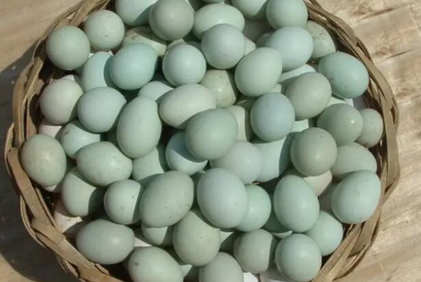绿壳蛋鸡种蛋的选择及照顾护士